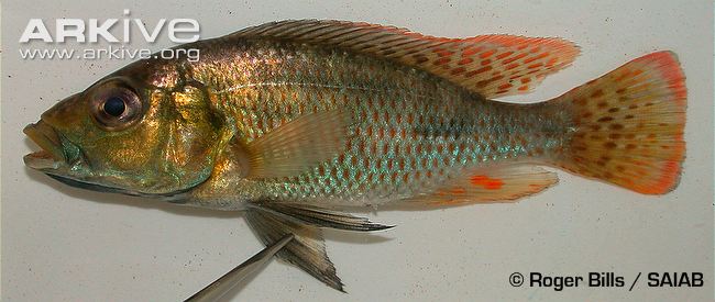 (Chetia) Род ЧЕТИИ 6 видов